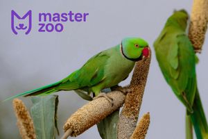 Ожереловый попугай: особенности содержания и ухода