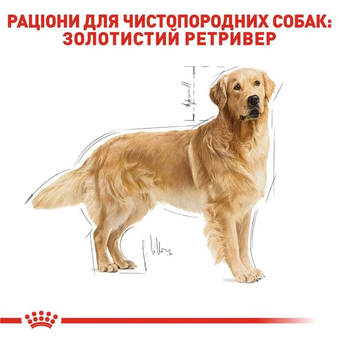 Сухий корм для собак Royal Canin Golden Retriever Adult 12 кг - домашня птиця - masterzoo.ua
