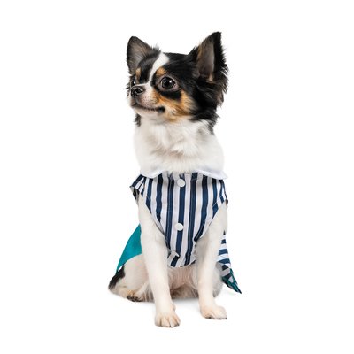 Платье для собак Pet Fashion «Band» XS (многоцветное) - masterzoo.ua