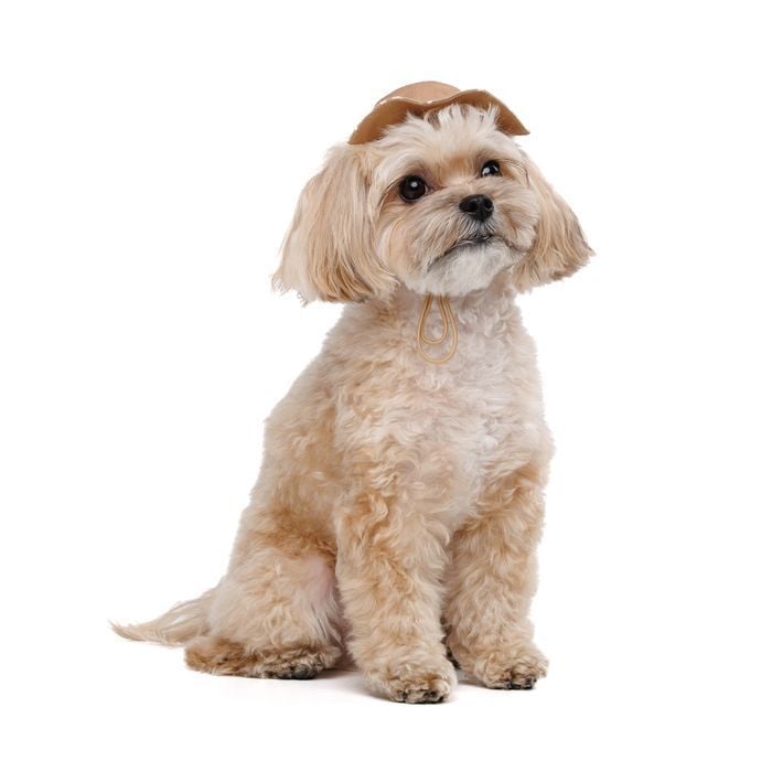 Панама Pet Fashion Print S - бежевий - masterzoo.ua