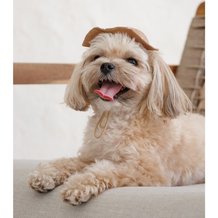 Панама Pet Fashion Print S - бежевий - masterzoo.ua