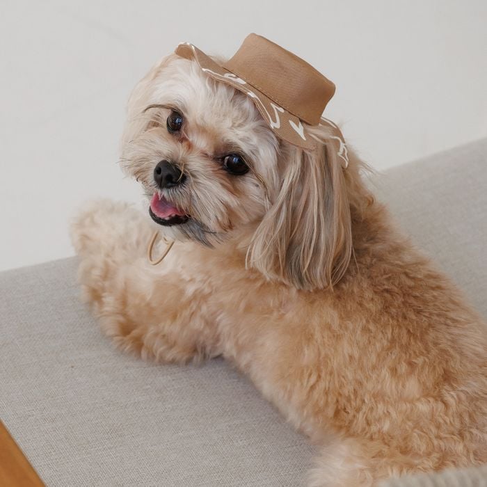 Панама Pet Fashion Print S - бежевий - masterzoo.ua