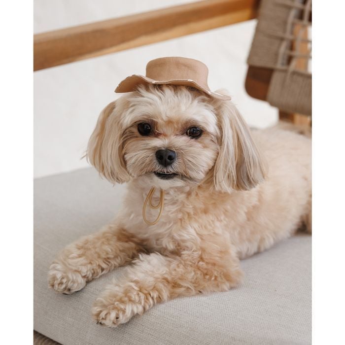 Панама Pet Fashion Print S - бежевий - masterzoo.ua