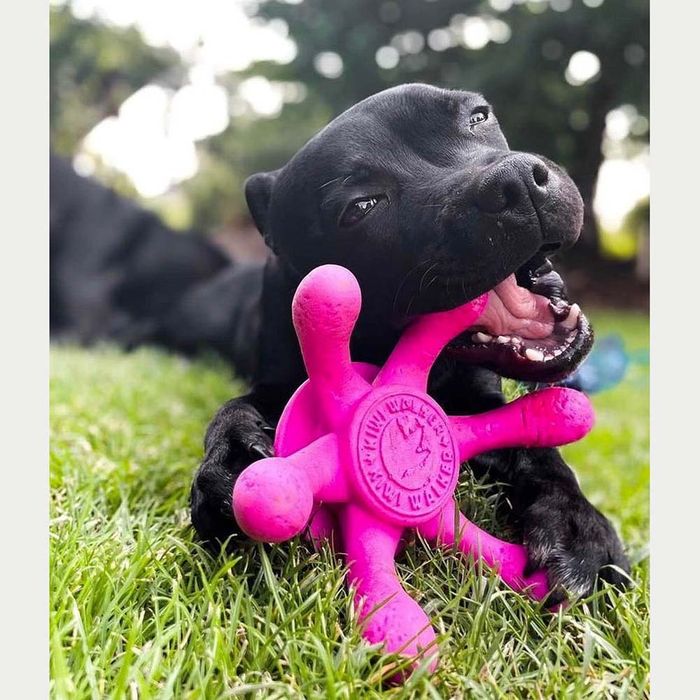 Іграшка для собак Kiwi Walker «Восьминіг» 13 см (термопластична гума) - masterzoo.ua