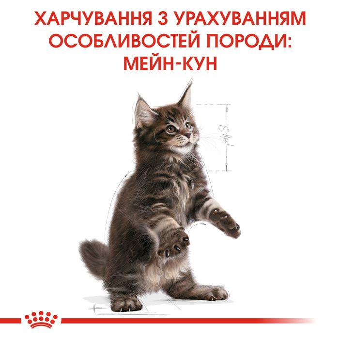 Сухой корм для котят породы мейн-кун Royal Canin Kitten Maine Coon | 4 кг + Catsan 10 л (домашняя птица) - masterzoo.ua