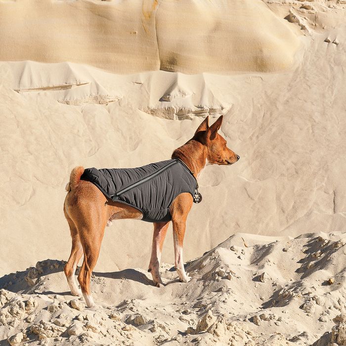 Жилетка для собак Pet Fashion E.Vest XL (серый) - masterzoo.ua