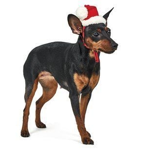 Ковпак для собак Pet Fashion Новорічний М - masterzoo.ua