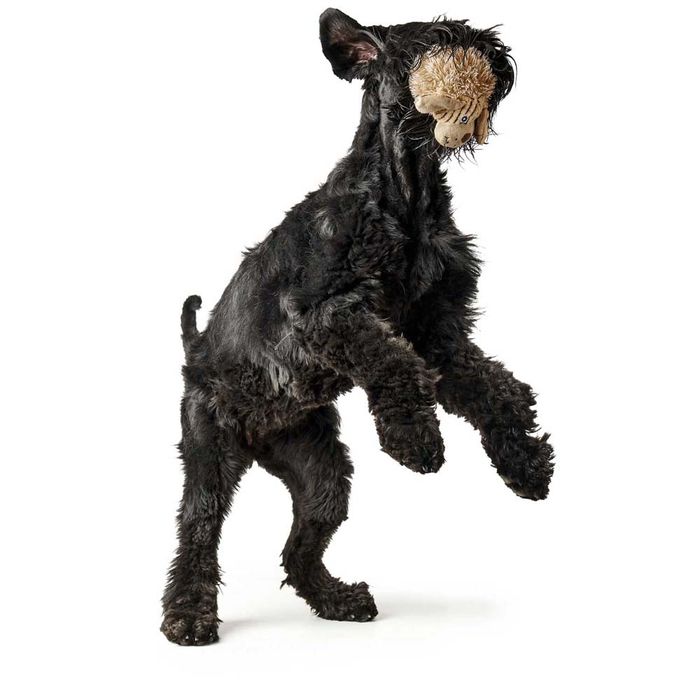 Іграшка для собак Hunter Pori Собака з пискавкою 17 см (поліестер) - masterzoo.ua