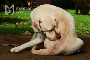 Як зрозуміти, що у собаки глисти: симптоми, лікування, профілактика