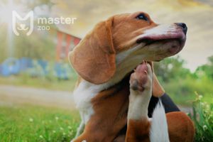 Ушной клещ у собак (отодектоз): симптомы, лечение и профилактика
