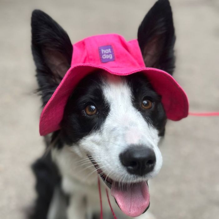 Панама для собак Hat-Dog S - малиновый - masterzoo.ua