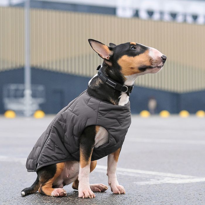 Жилетка для собак Pet Fashion E.Vest S-M (серый) - masterzoo.ua