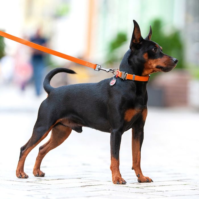 Ошейник для собак COLLAR Водостойкий S - оранжевый - masterzoo.ua