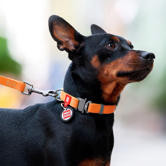 Нашийник для собак COLLAR Водостійкий S - помаранчевий - masterzoo.ua