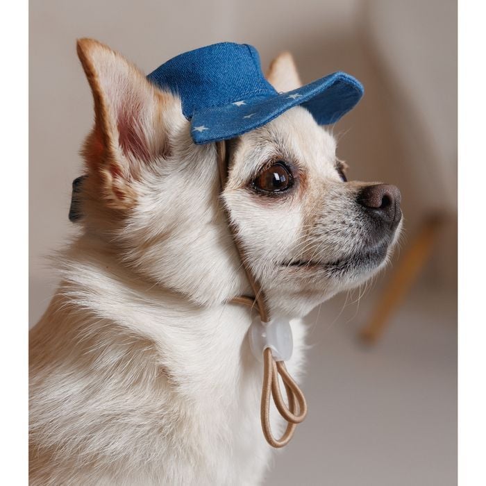 Панама Pet Fashion Stars M - синий - masterzoo.ua