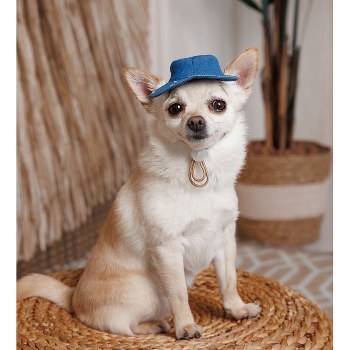 Панама Pet Fashion Stars M - синий - masterzoo.ua