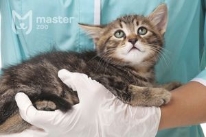 Вакцинація котів і кошенят