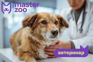 Дерматит у собак: симптоми та як виглядає?