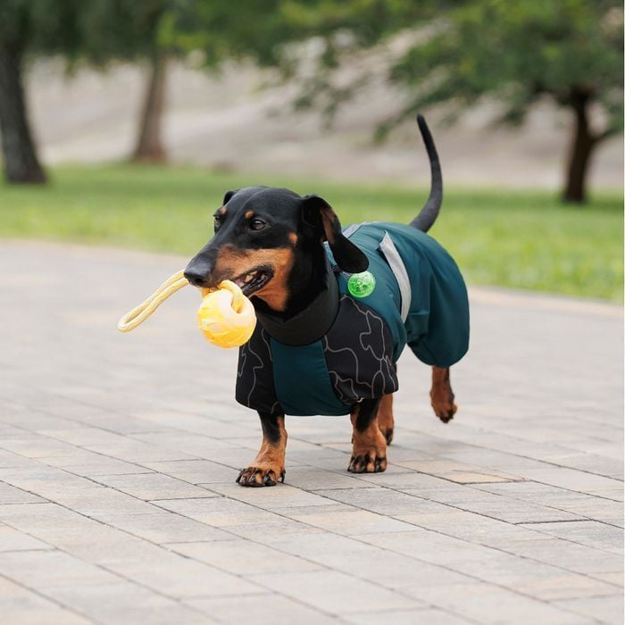 Комбинезон для собак Pet Fashion Den L корги - masterzoo.ua