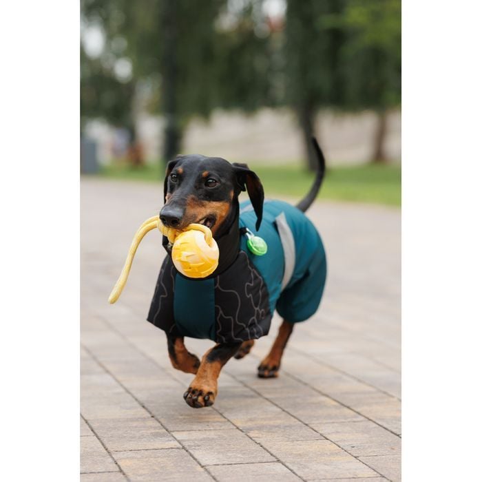 Комбинезон для собак Pet Fashion Den L корги - masterzoo.ua