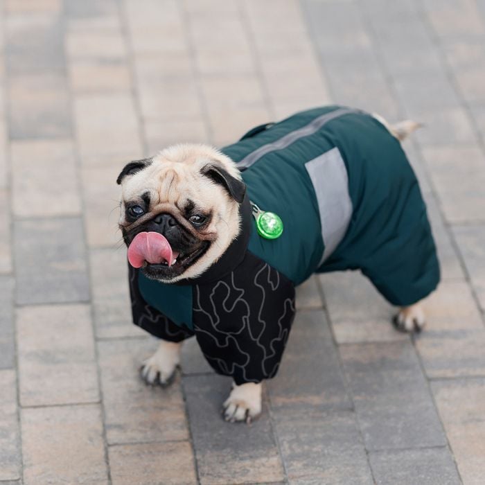 Комбинезон для собак Pet Fashion Den L корги - masterzoo.ua