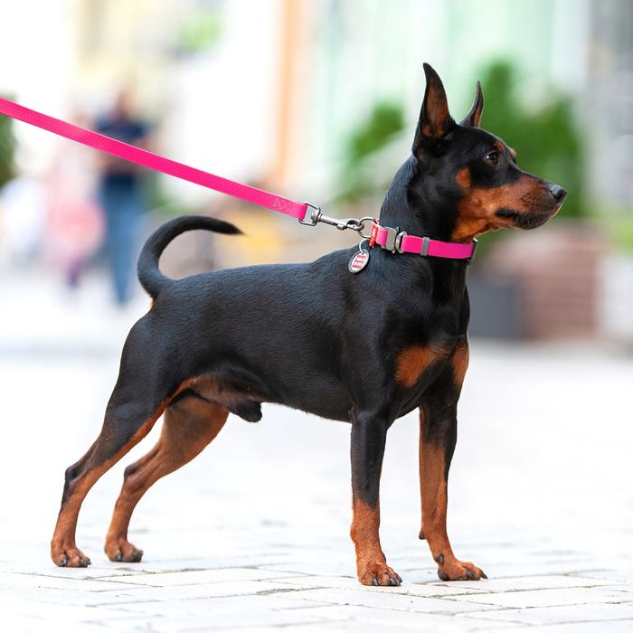 Нашийник для собак COLLAR Водостійкий S - рожевий - masterzoo.ua