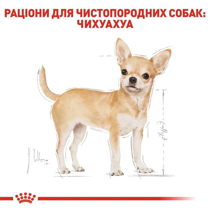 Сухой корм собак породы Чихуахуа Royal Canin Chihuahua Adult 500 г - домашняя птица - masterzoo.ua