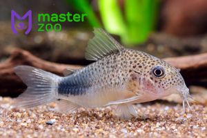 Які рибки можуть жити без фільтру та кисню