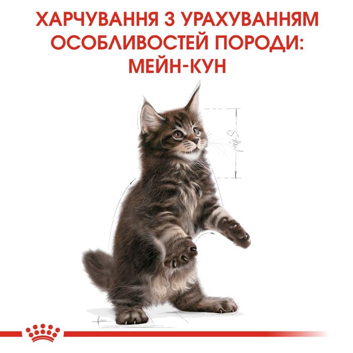 Корм для кошенят Royal Canin Maine Coon Kitten 2 кг + pouch 12 шт х 85 г + інтерактивна годівниця - masterzoo.ua