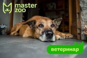 Метеоризм у собак