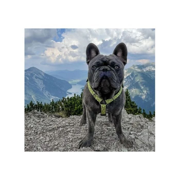 Max and Molly H-Harness Киви шлейка для собак 43-51 см - разноцветный - masterzoo.ua