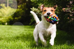 Як вибрати іграшку для собаки