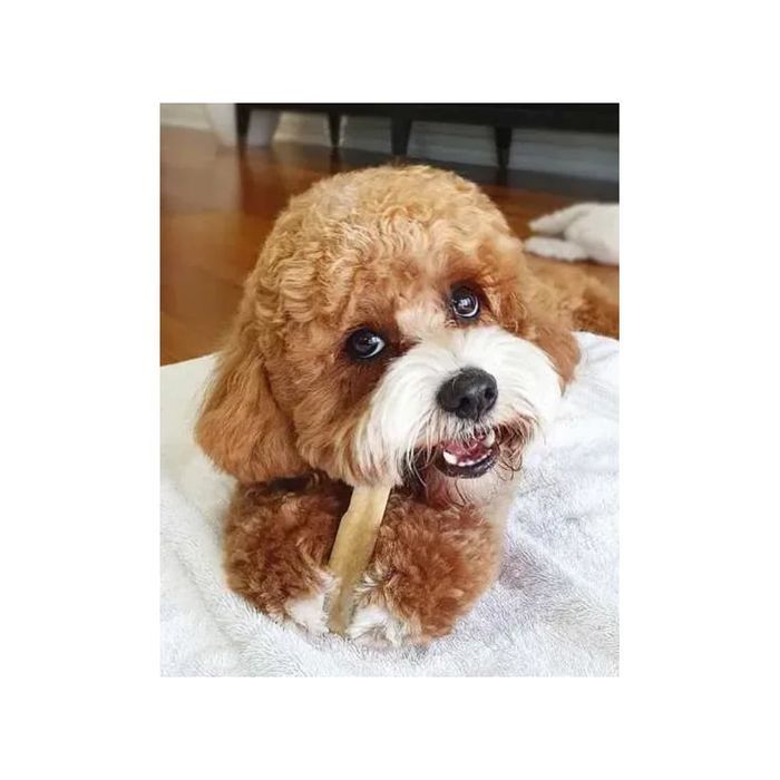 Ласощі для собак HealthyDoggo Himalayan Cheese L 110 г - сир - masterzoo.ua