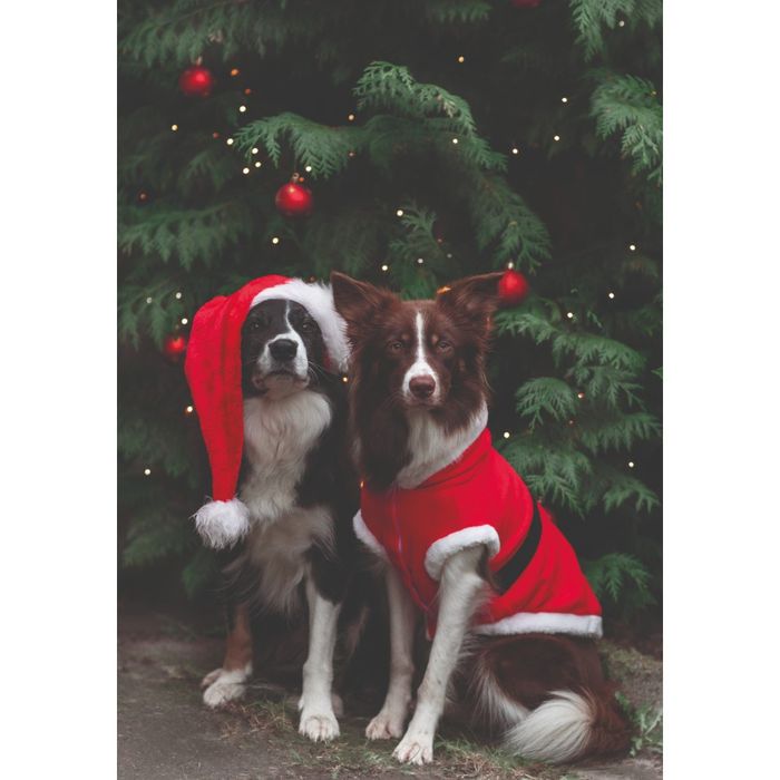 Різдвяна попона для собак Trixie «Санта» XS - masterzoo.ua