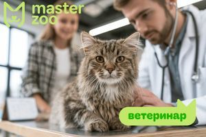 Нежить у кота &ndash; лікування в домашніх умовах