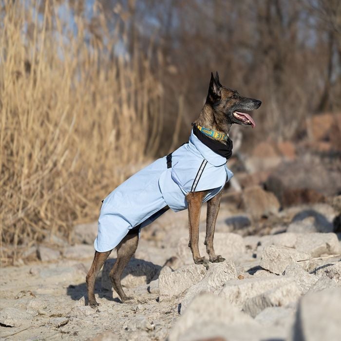 Noble Pet Rio дощовик для собак 3XL - masterzoo.ua