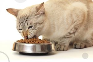 Можно ли кормить кошку только сухим кормом?