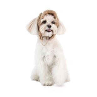 Pet Fashion Valley шапка для собак XS - masterzoo.ua