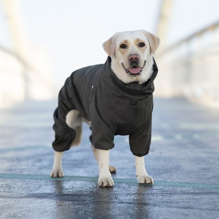 Комбинезон для собак Noble Pet Travis XL - masterzoo.ua