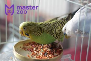 Чем кормить попугаев?