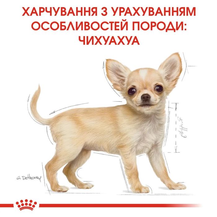 Сухой корм для щенков Royal Canin Puppy Chihuahua 1,2 кг + 300 г - домашняя птица - masterzoo.ua