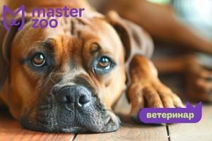 Панкреатит у собак: симптоми, лікування, профілактика