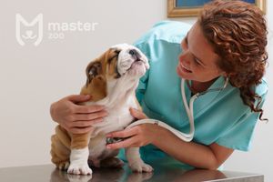 Догляд за собакою після стерилізації