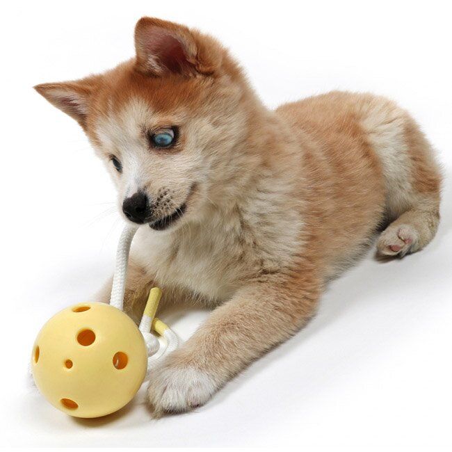 Іграшка для собак Ebi Медуза Milo жовта 18 x 7 x 7 cм (гума) - masterzoo.ua