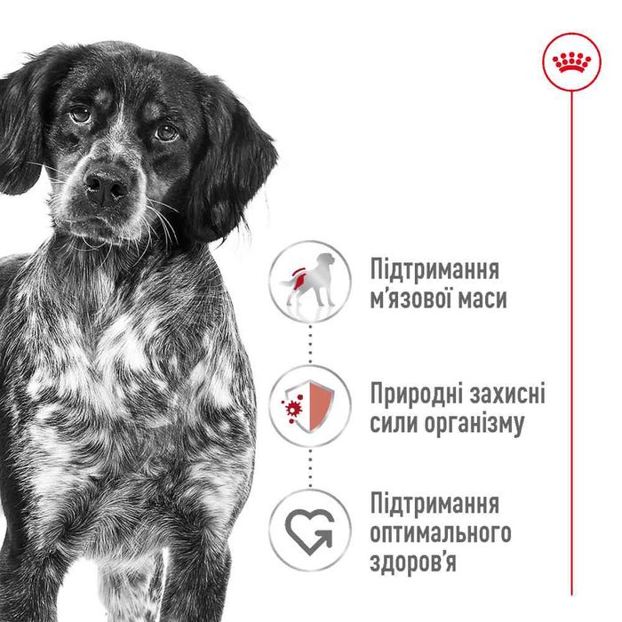 Сухой корм для собак Royal Canin Medium Adult 4 кг + кормушка в подарок - masterzoo.ua