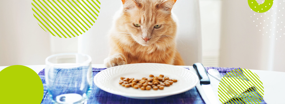 правильное питание для кошек в домашних условиях
