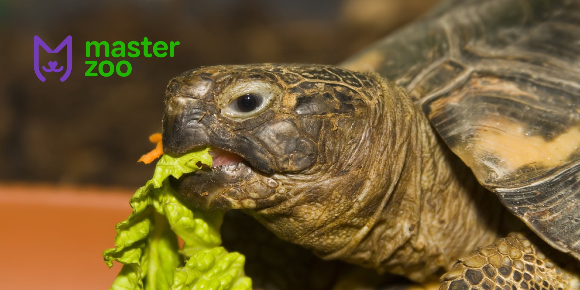 догляд черепах  | MasterZoo