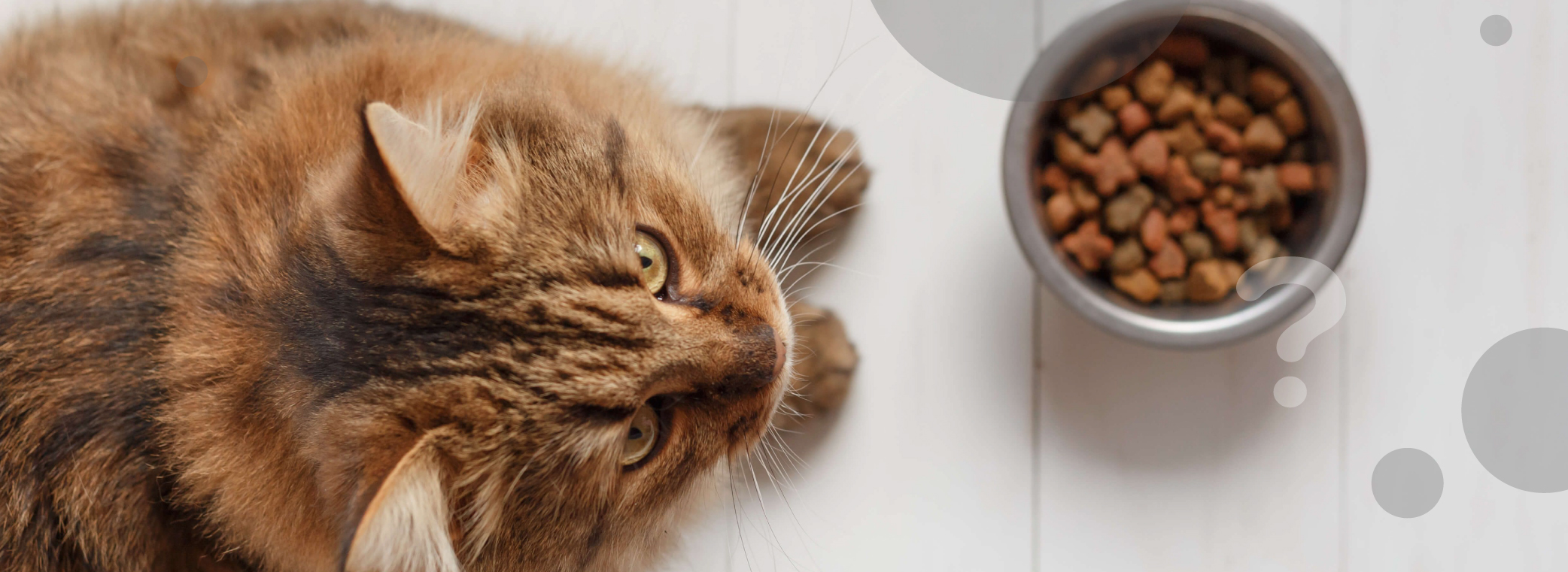 Чи можна годувати кота сухим кормом для собак