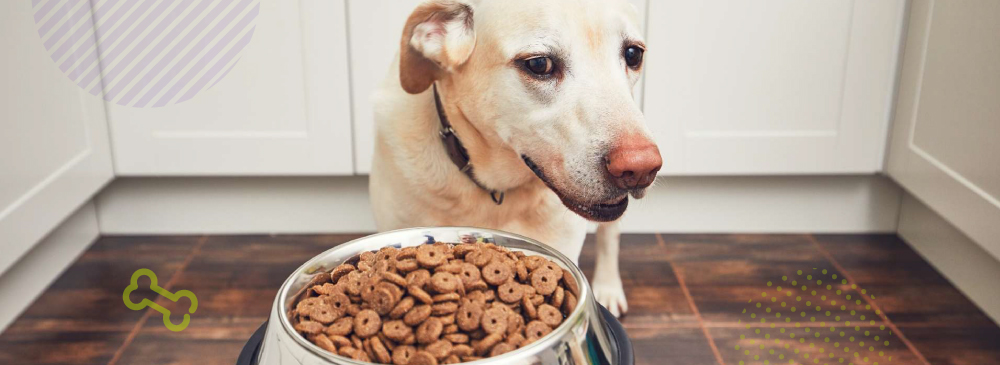 Чим краще годувати собаку в разі алергії?