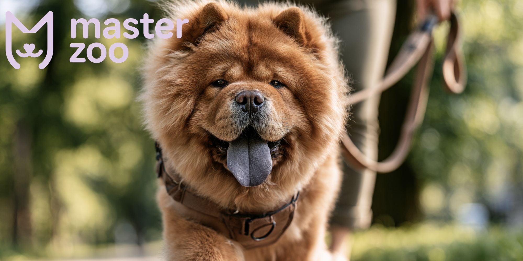 Чау чау | MasterZoo